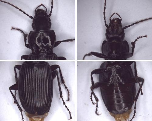 Pterostichus cristatus